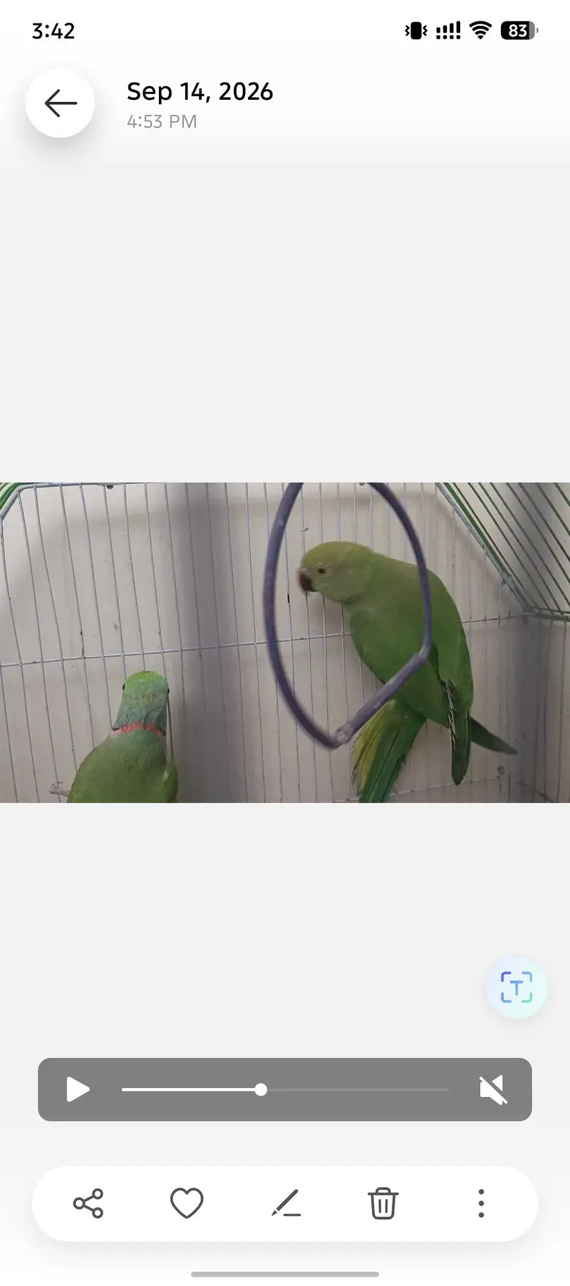 Ringneck pair for sale — photo 2