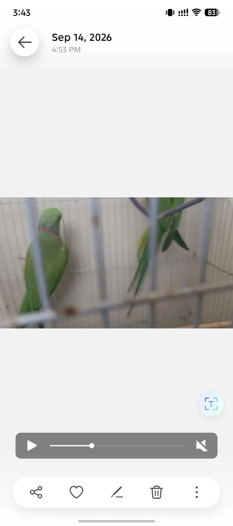 Ringneck pair for sale — photo 3