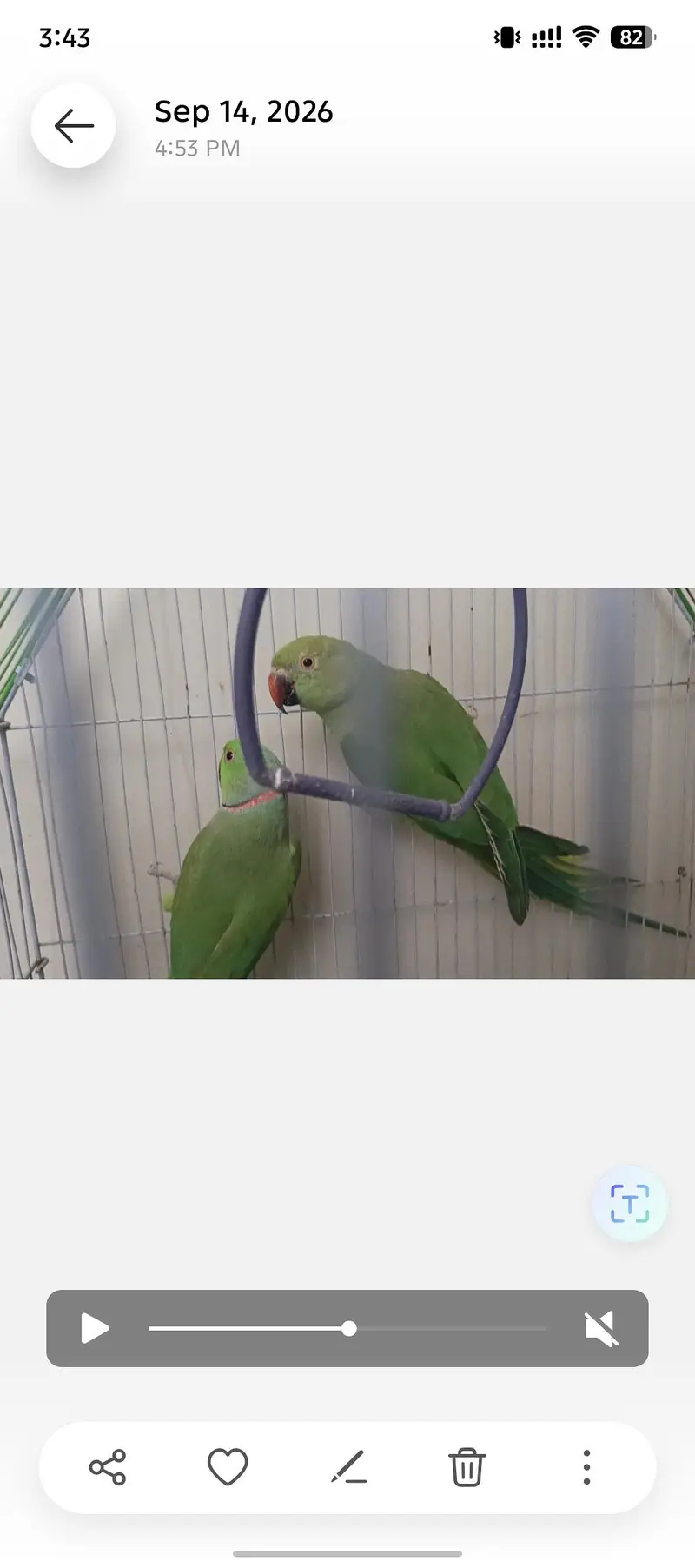 Ringneck pair for sale — photo 5