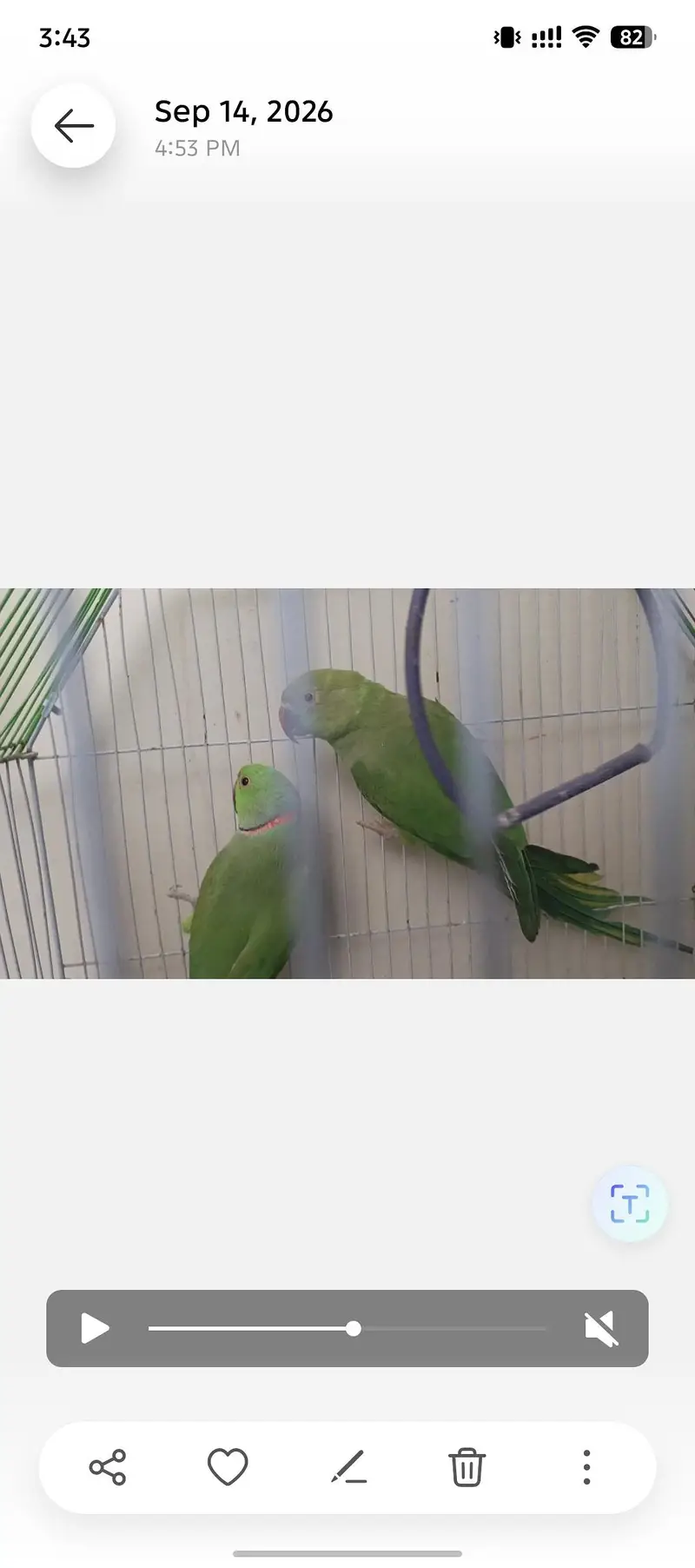 Ringneck pair for sale — photo 6