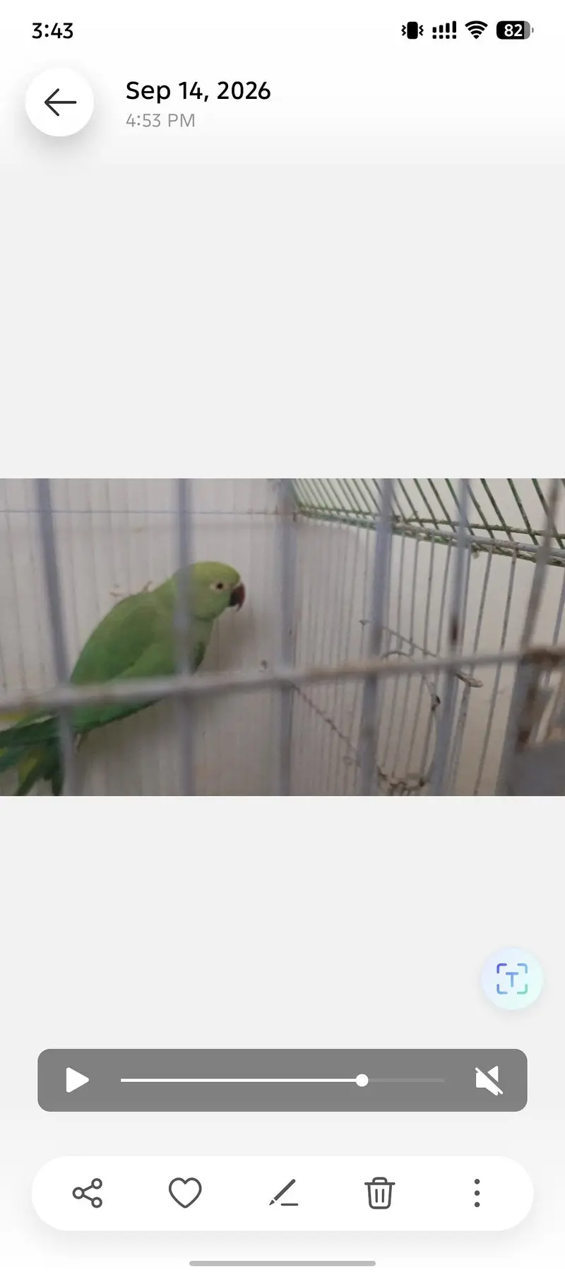 Ringneck pair for sale — photo 7