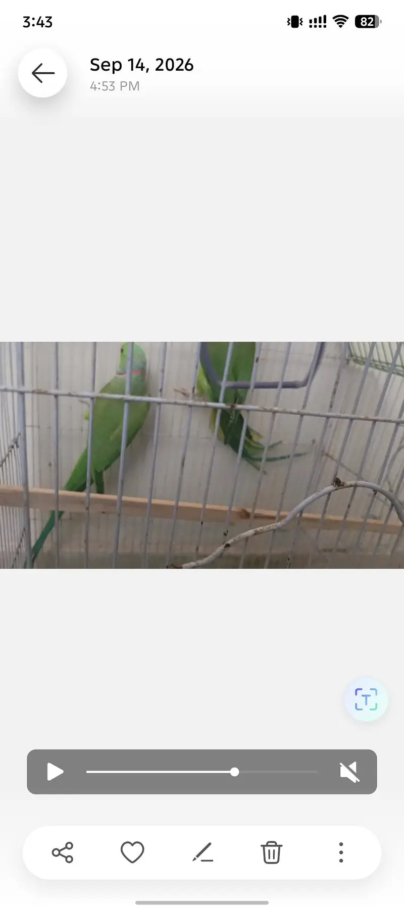 Ringneck pair for sale — photo 8