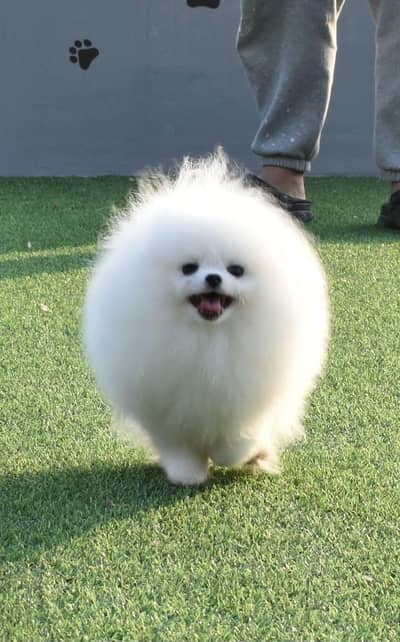 Pomeranian pure miniature size pup