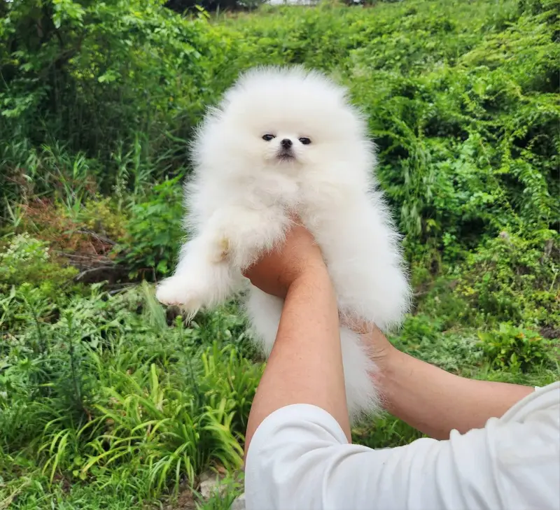 Pomeranian pure miniature size pup — photo 2