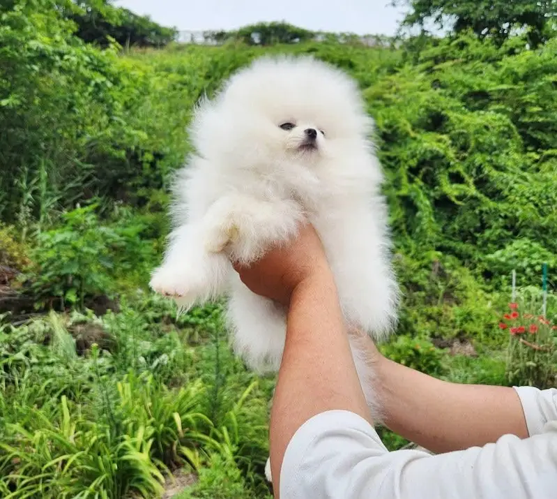 Pomeranian pure miniature size pup — photo 3