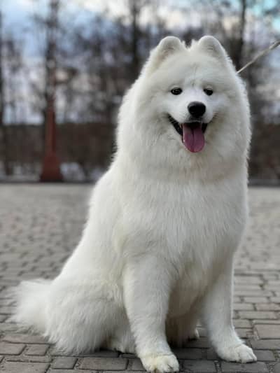 Samoyed Giant size male pup available