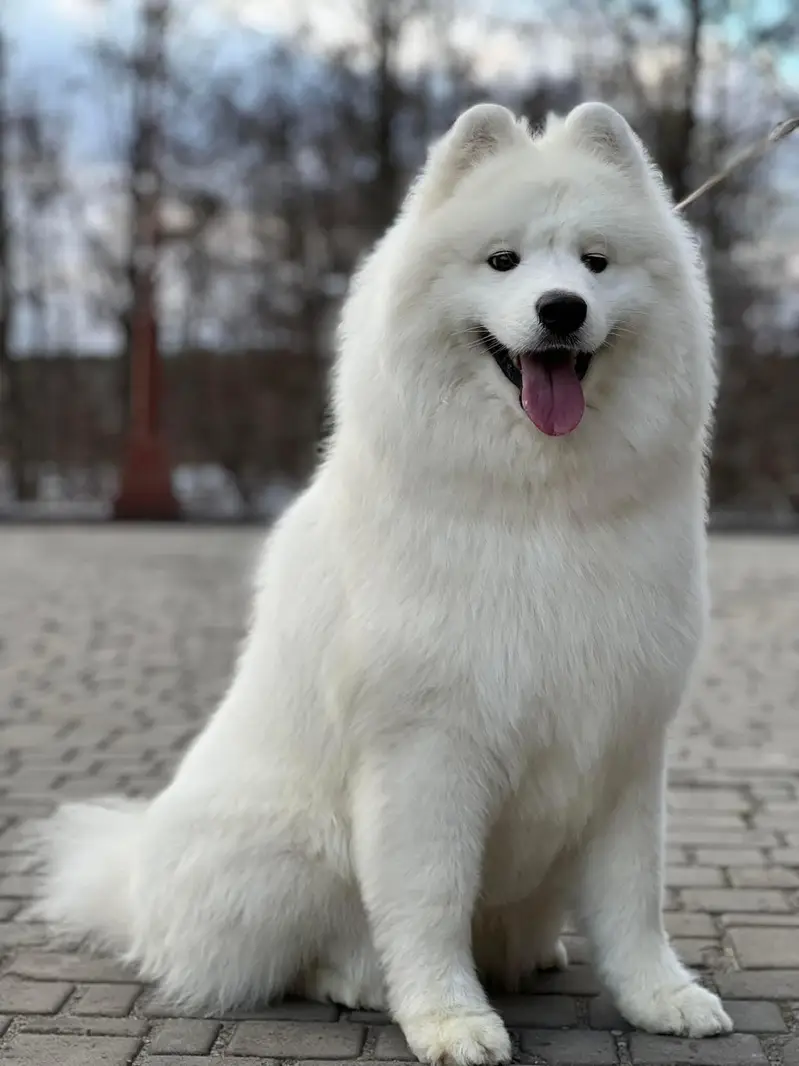 Samoyed Giant size male pup available