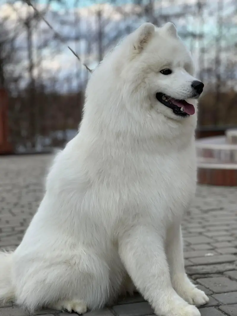 Samoyed Giant size male pup available — photo 2