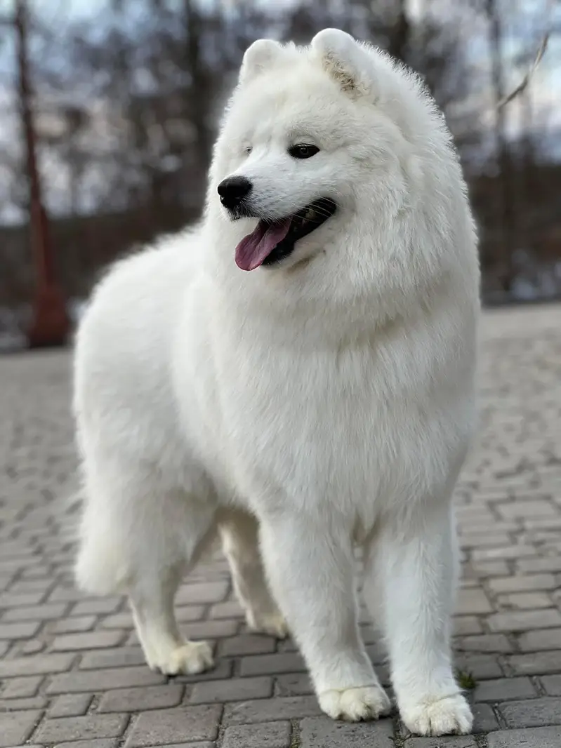 Samoyed Giant size male pup available — photo 3