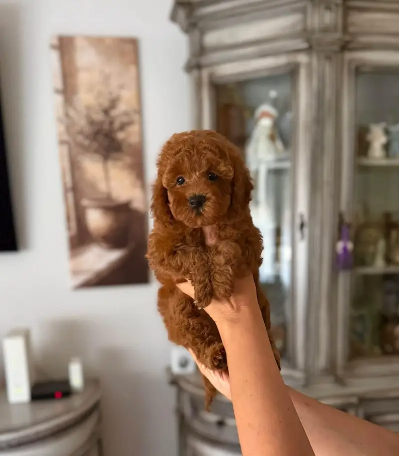 Mini toy poodle puppies in dark redish tone
