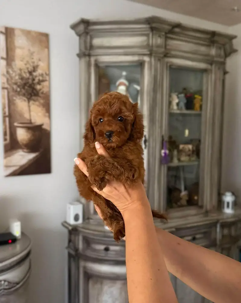 Mini toy poodle puppies in dark redish tone — photo 2