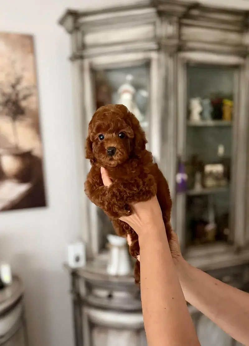 Mini toy poodle puppies in dark redish tone — photo 3