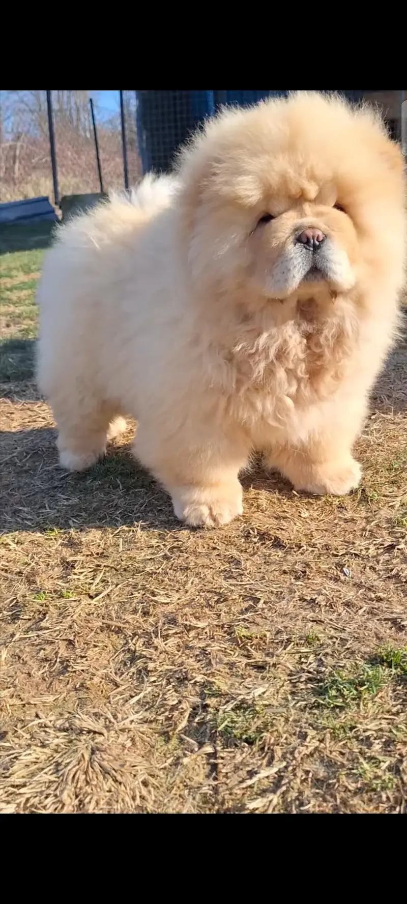 extreme quality chowchow pup available