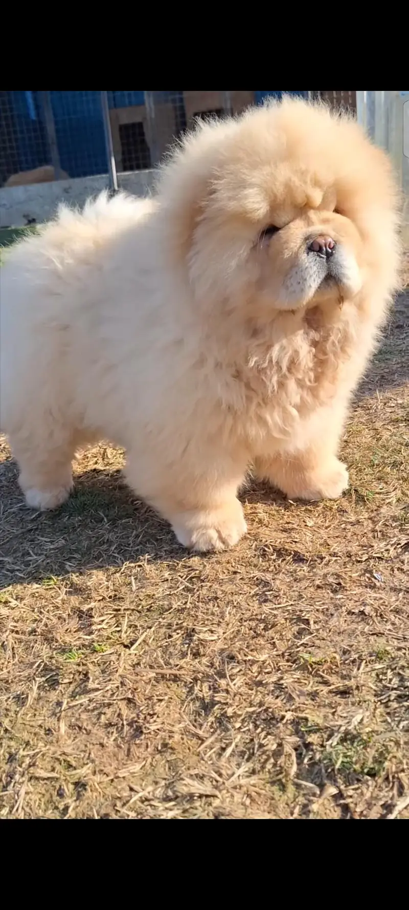 extreme quality chowchow pup available — photo 2