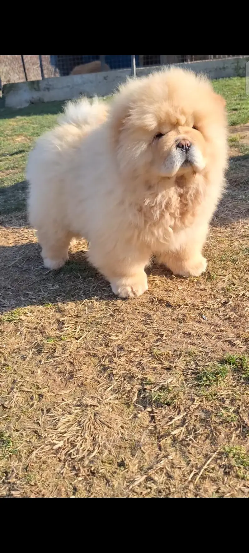 extreme quality chowchow pup available — photo 3