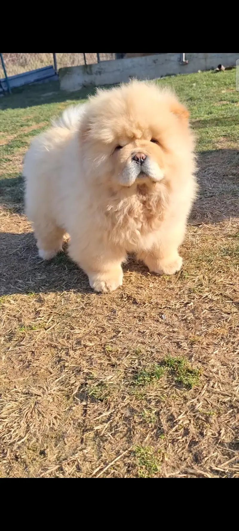 extreme quality chowchow pup available — photo 4