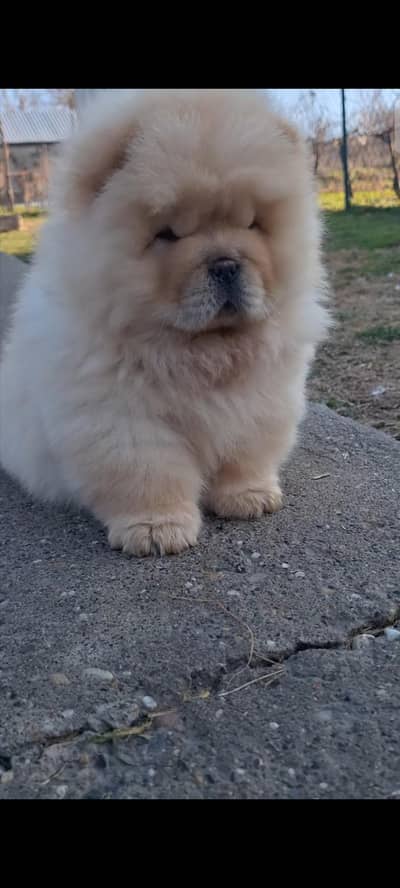 chow chow from Chinese bloodlines extreme quality