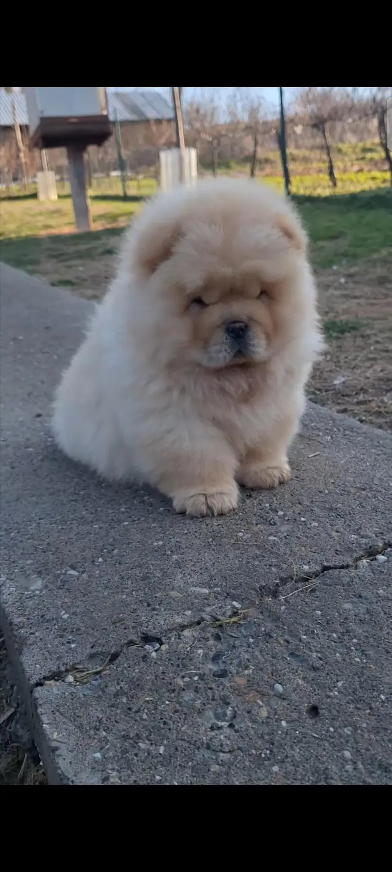 chow chow from Chinese bloodlines extreme quality — photo 2