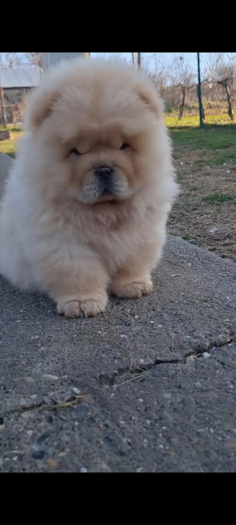 chow chow from Chinese bloodlines extreme quality — photo 3