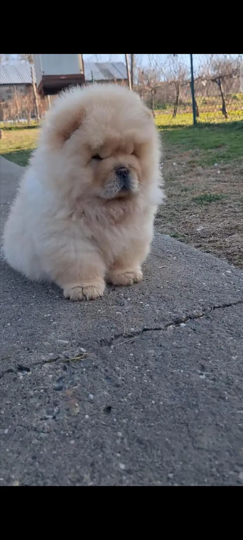chow chow from Chinese bloodlines extreme quality — photo 4