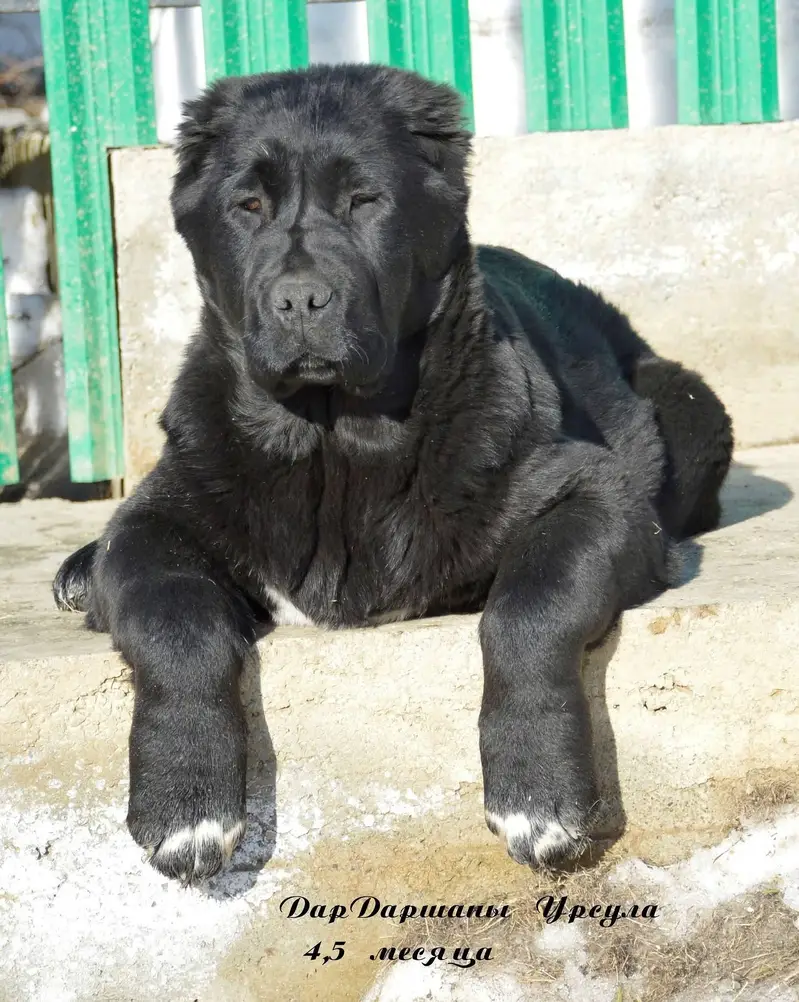 Black Alabai pup extreme quality