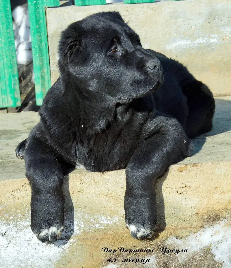 Black Alabai pup extreme quality — photo 2