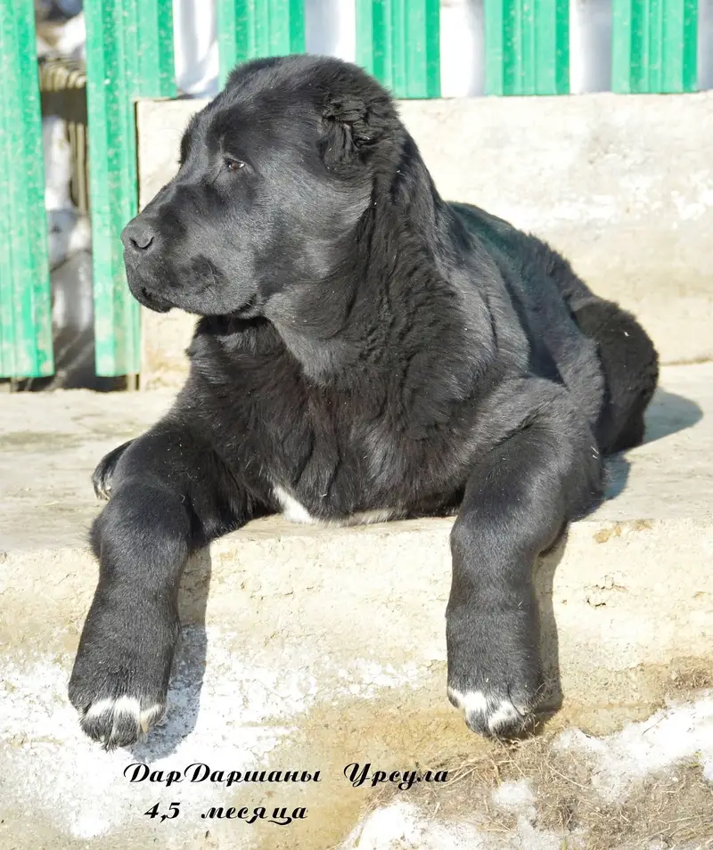 Black Alabai pup extreme quality — photo 3