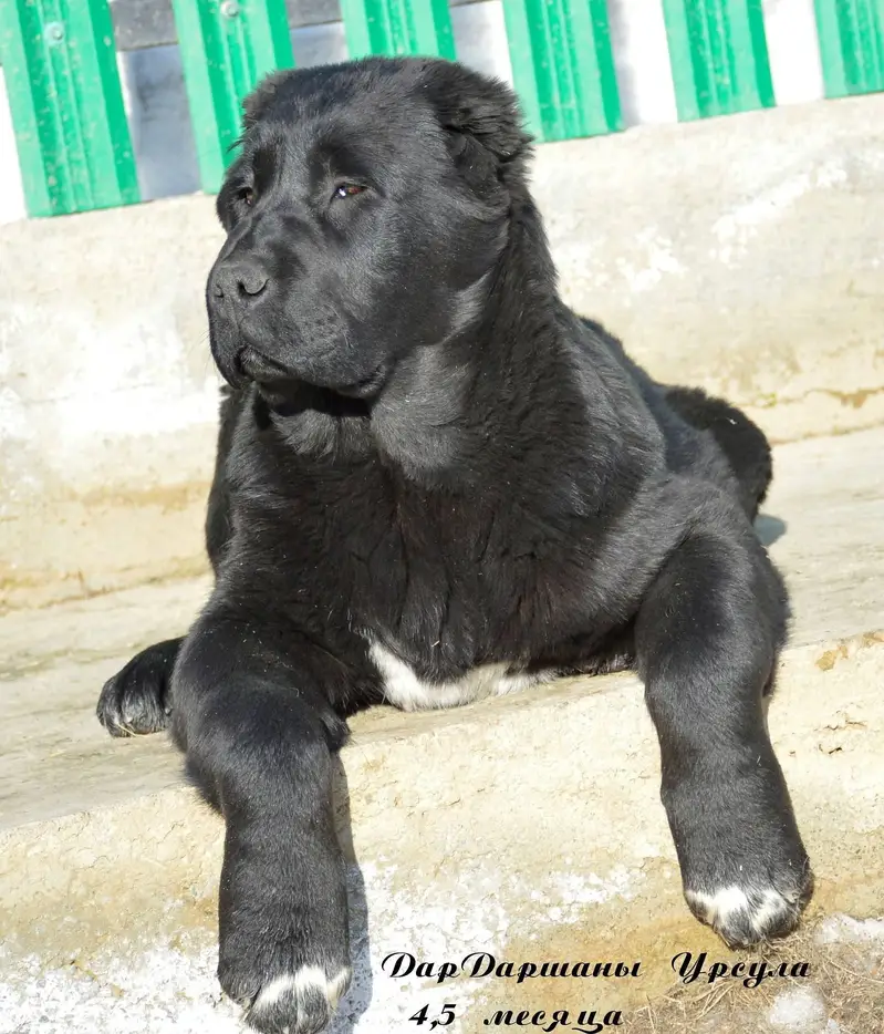 Black Alabai pup extreme quality — photo 4
