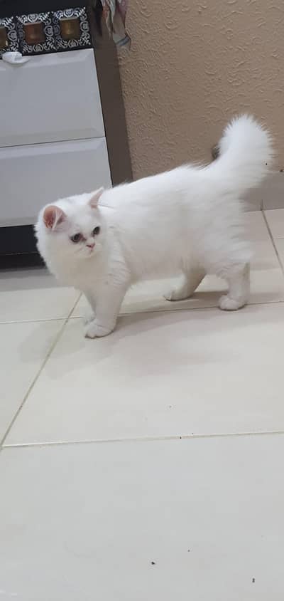 white persian male kitten