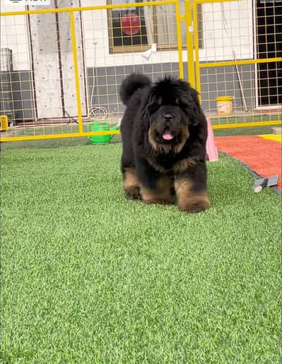 tibetan mastiff puppies available