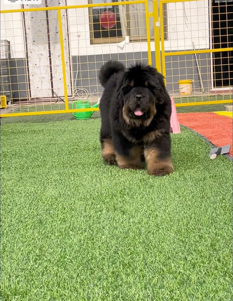 tibetan mastiff puppies available
