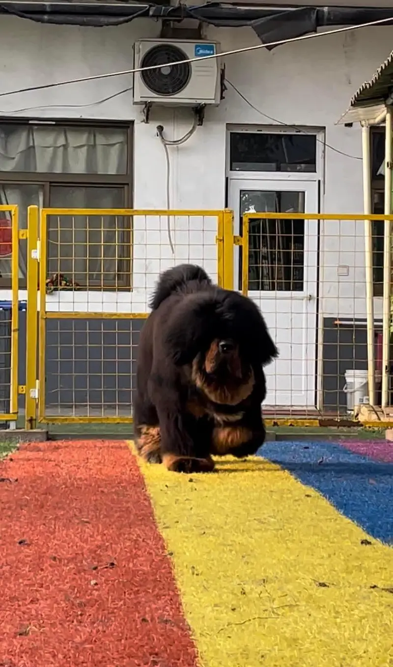 tibetan mastiff puppies available — photo 2