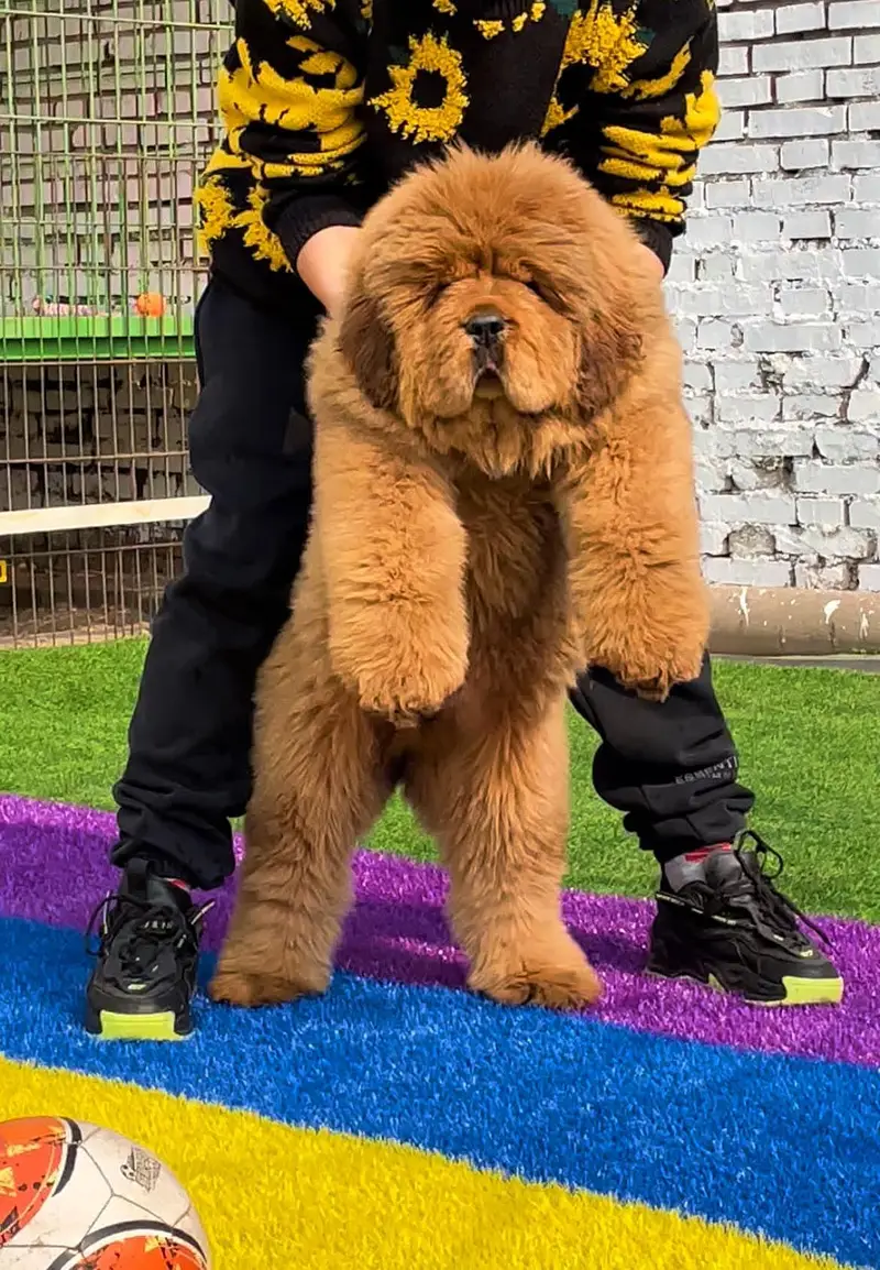 tibetan mastiff puppies available — photo 3