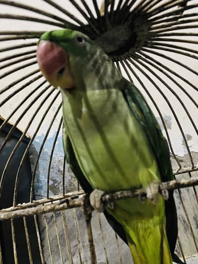 Pure Kashmiri Pahari Breeding Female (0317-0144403)