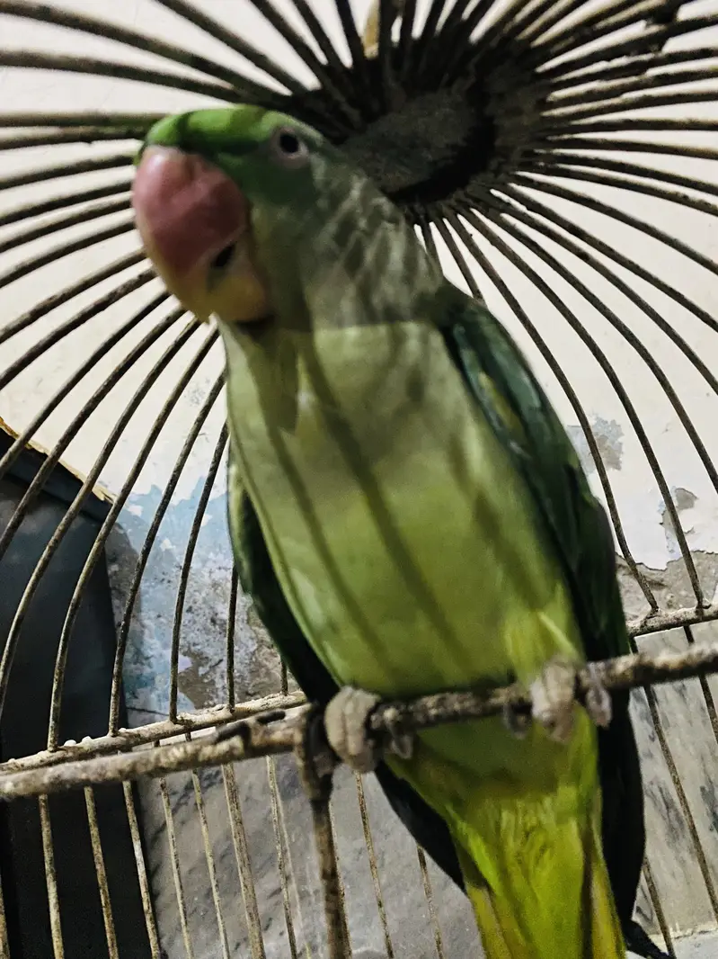 Pure Kashmiri Pahari Breeding Female (0317-0144403)