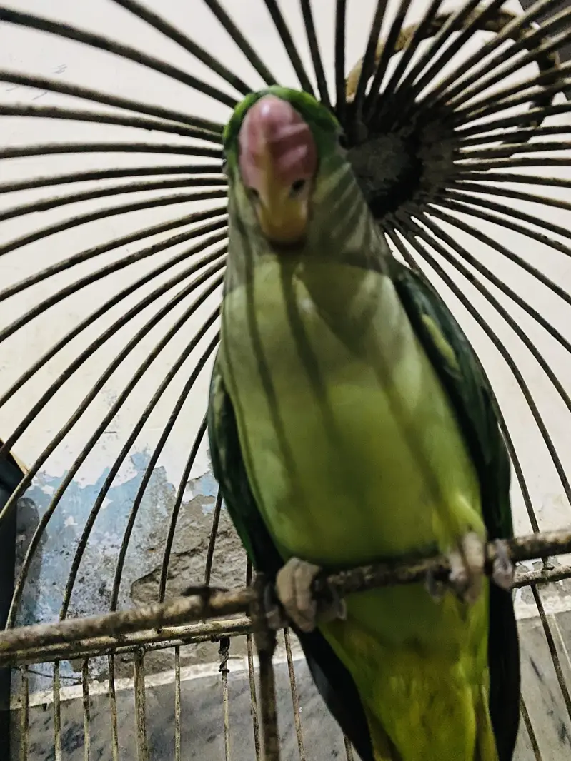 Pure Kashmiri Pahari Breeding Female (0317-0144403) — photo 3
