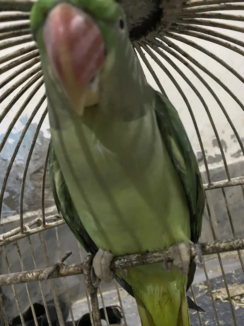 Pure Kashmiri Pahari Breeding Female (0317-0144403) — photo 4