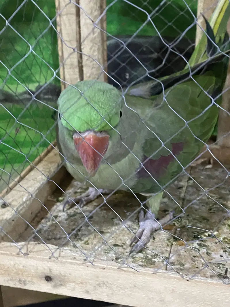Pure Kashmiri Pahari Breeding Female (0317-0144403) — photo 5