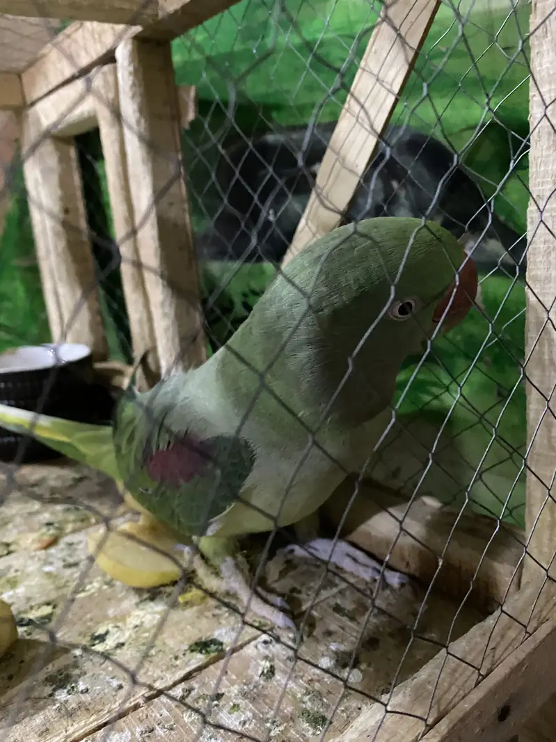 Pure Kashmiri Pahari Breeding Female (0317-0144403) — photo 6