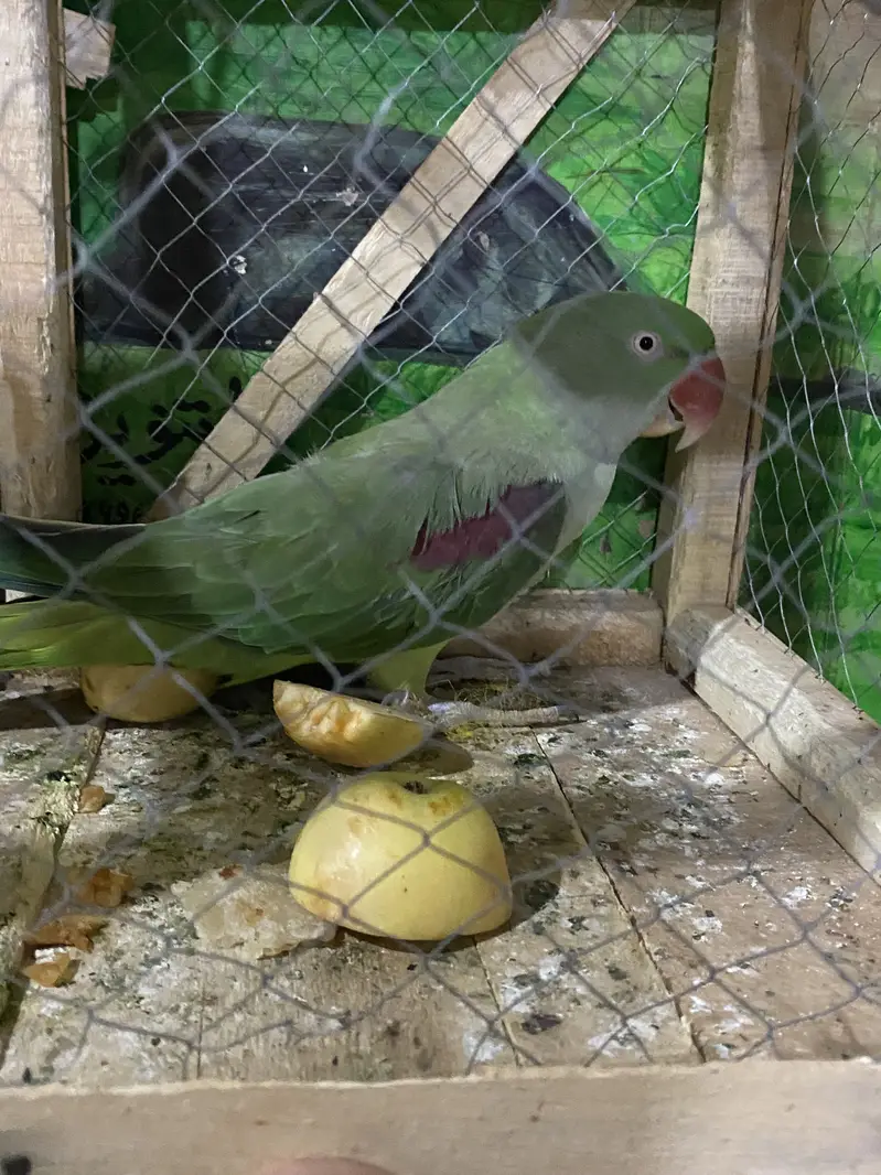 Pure Kashmiri Pahari Breeding Female (0317-0144403) — photo 7
