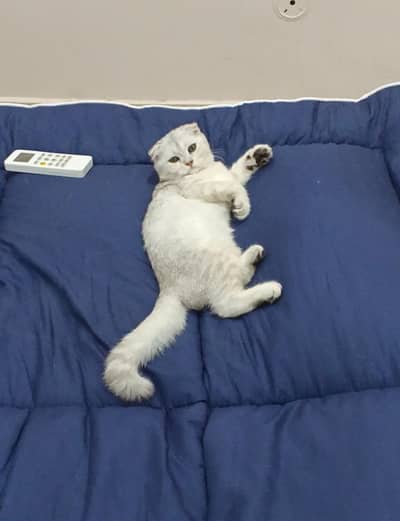 Scottish fold female kitten (imported)
