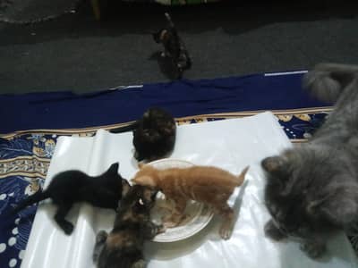 5 Persian cat kittens available for sale 
