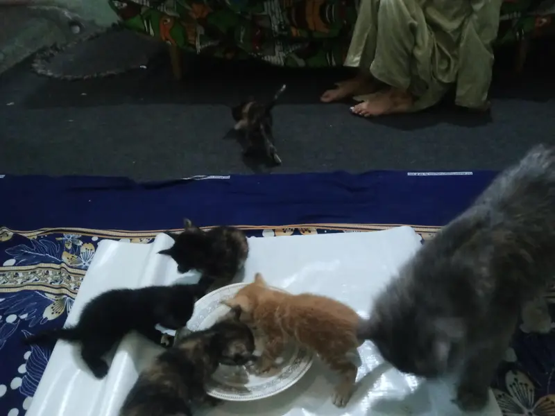5 Persian cat kittens available for sale  — photo 2