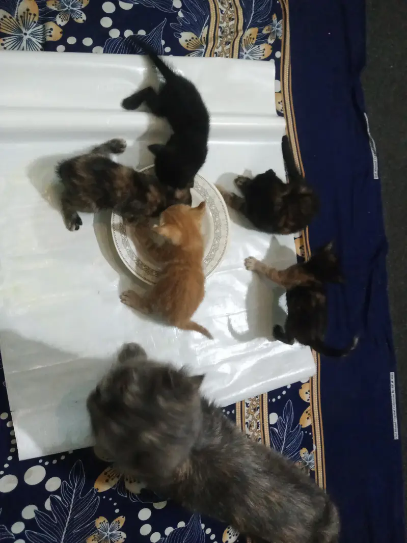 5 Persian cat kittens available for sale  — photo 3