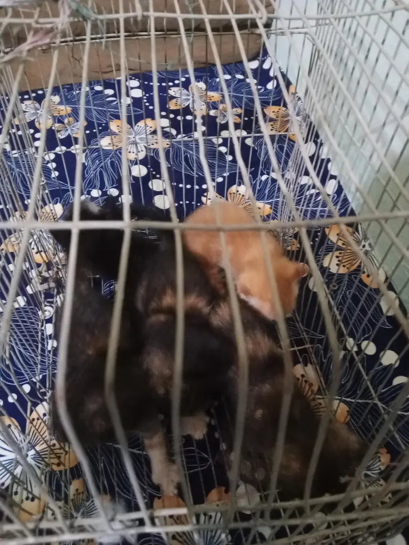 5 Persian cat kittens available for sale  — photo 4