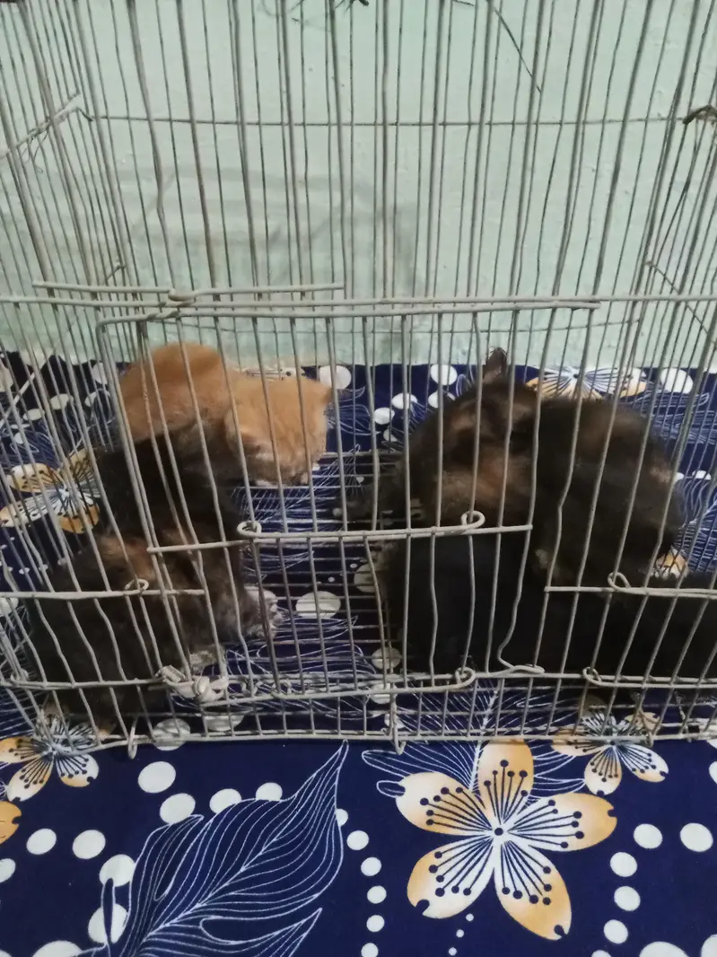5 Persian cat kittens available for sale  — photo 5