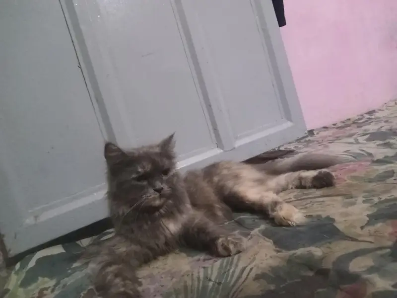 5 Persian cat kittens available for sale  — photo 6