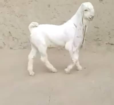 pure gulabi