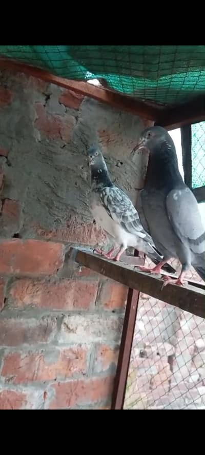 High Flyer Breedr bird