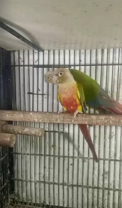 pineapple Conor pair breeder pair available ha